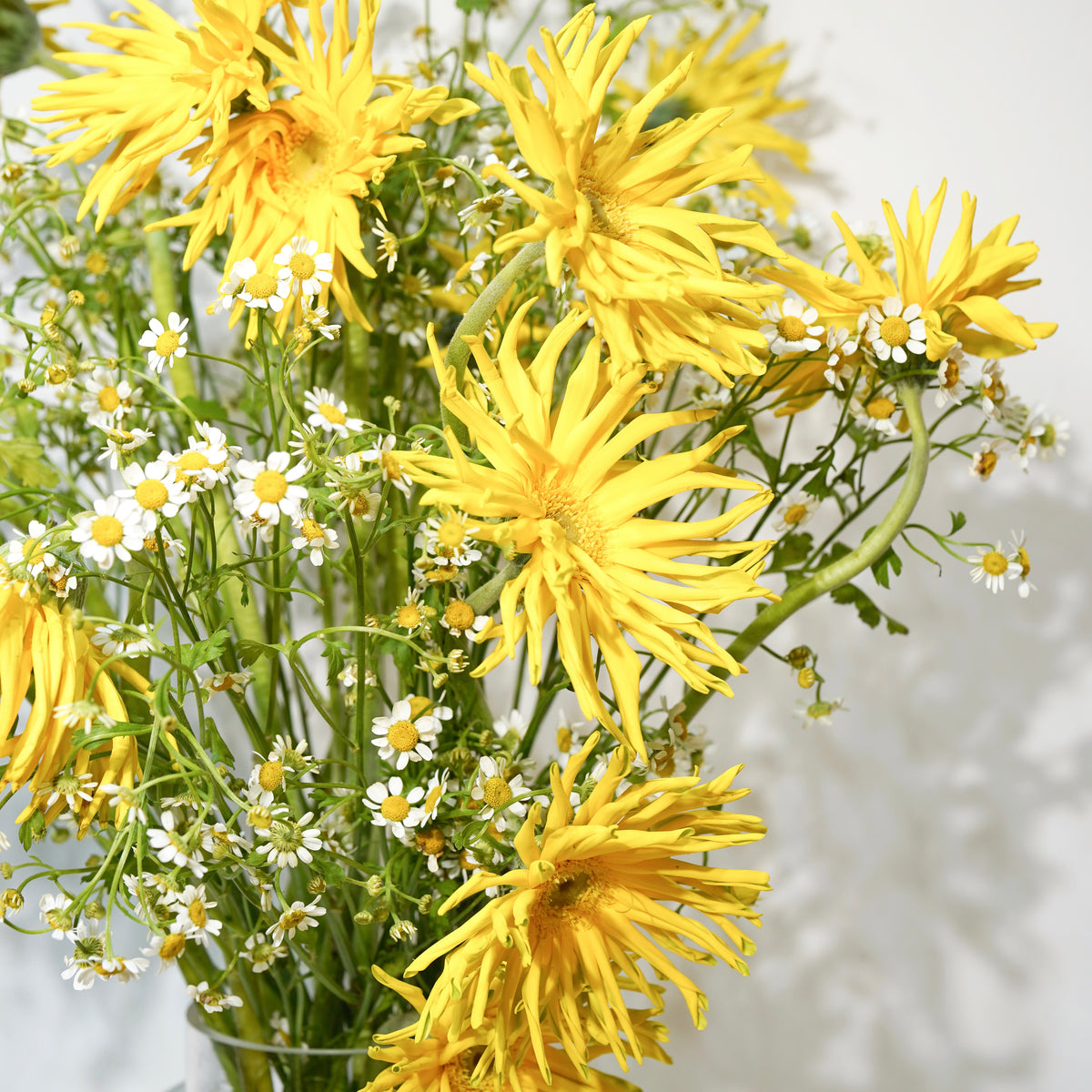 RAW-03 — Meadow
